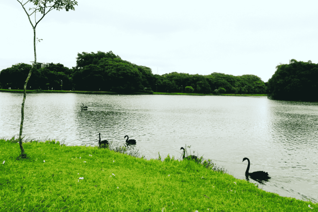 Contato com a natureza no Parque Ibirapuera